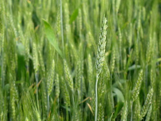 Fototapeta na wymiar wheat fied