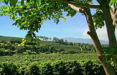 Coffee Plantation