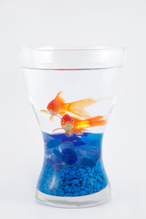 Peces de colores en un jarrón