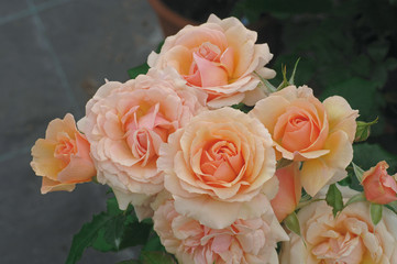 rose abricot