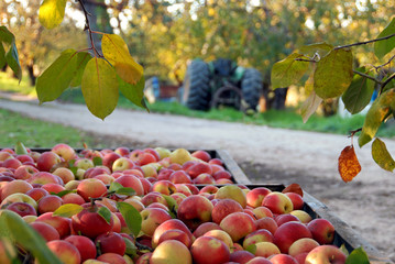 Fall Apple Harvest and Orchard