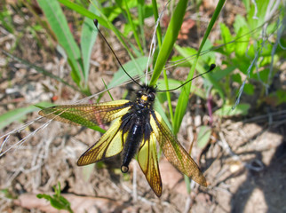 Insect Neuropterous (Ascalaphidae) 4