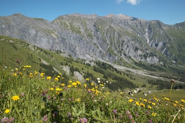 Fototapeta premium Blumenwiese mit Bergpanorama