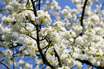 Apfelblüte © Henne-Design