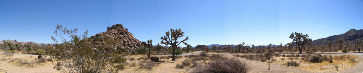 Joshua Tree