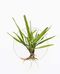 Fototapeta premium Plant in petri dish.