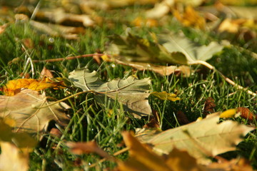 Chute de feuilles