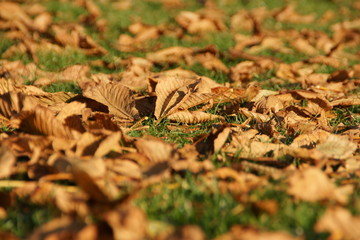 Chute de feuilles