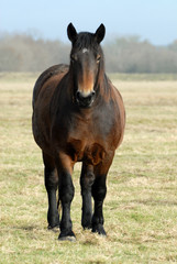 Fototapeta premium ciężki koń na łące