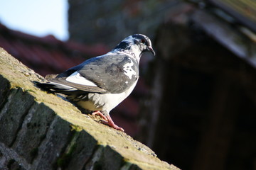 Pigeon