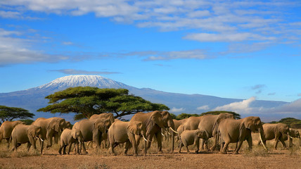 Kilimandjaro avec troupeau d& 39 éléphants