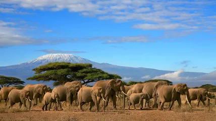 Crédence en verre imprimé Kilimandjaro Kilimandjaro avec troupeau d& 39 éléphants