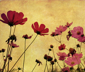 old-fashioned flower