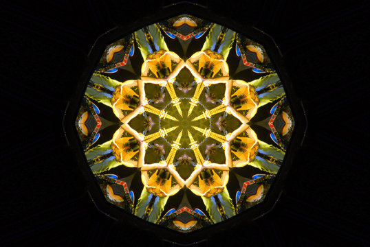 roseton sobre fondo negro