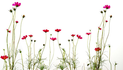 flower (Forest of Flowers )