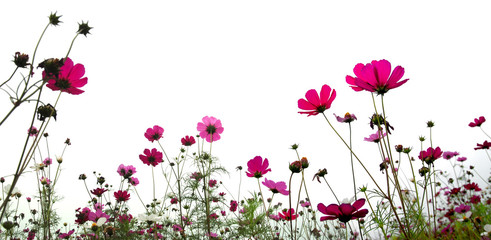 flower (Forest of Flowers )