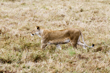 female Lion hunting