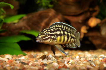 julidochromis