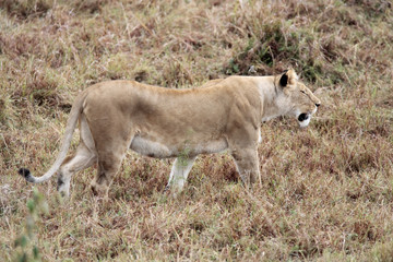 Fototapeta na wymiar female Lion hunting