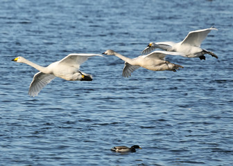 Hooper Swans Gliding