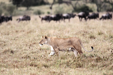 female Lion hunting