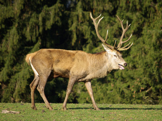König des Waldes - Brunftzeit