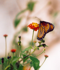papillon © dominique touchard