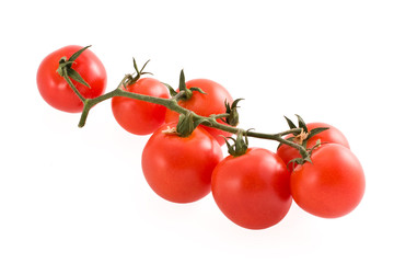Branch of tomatoes