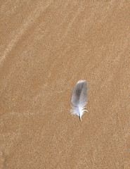 plume sur le sable