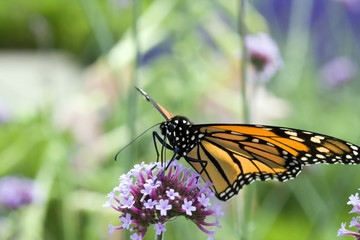 Fototapeta premium Queen Butterfly (Danaus gilippus) 