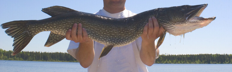 large pike held up by the fisherman with the lake and trees behind