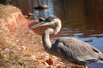 BLUE HERON