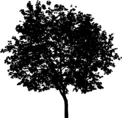 Fototapeta premium Isolated tree - Mask