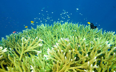 Fototapeta na wymiar Twardych koralowców i ryb
