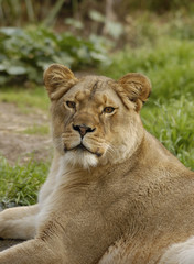Lioness looks at the viewer
