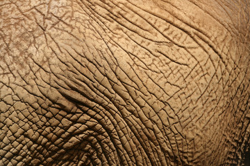 Elephant Skin 3