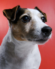 Jack Russel