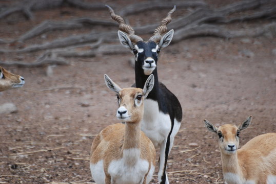 antilope