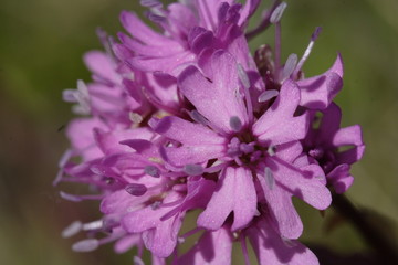 lychnis des alpes - lychnis alpina