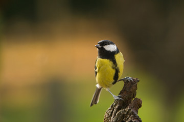 Great Tit, Parus major, hen