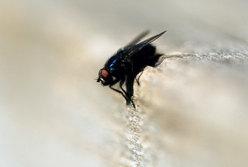 The fly