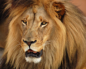 Male Lion