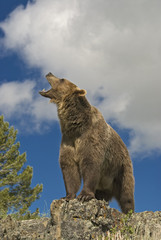 Fototapeta premium Grizzly bear roaring