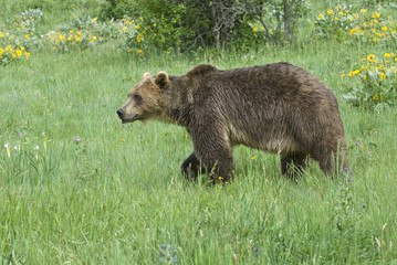 Fototapeta premium Grizzly bear-sub adult (about 4 yrs.)