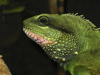 Iguane 2