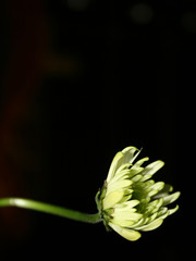 yellow green daisy on black background