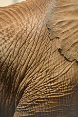 Elephant skin and ear