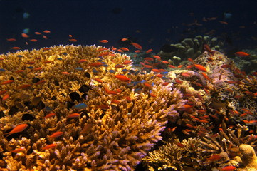 Fototapeta na wymiar Coral reef scene