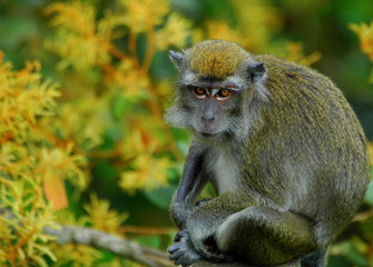 Long-tailed Macaque