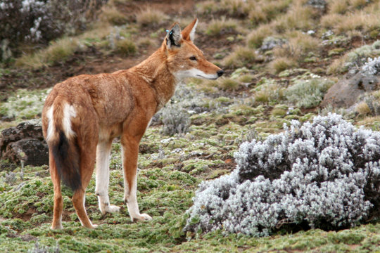 Fototapeta Loup d'Abyssinie